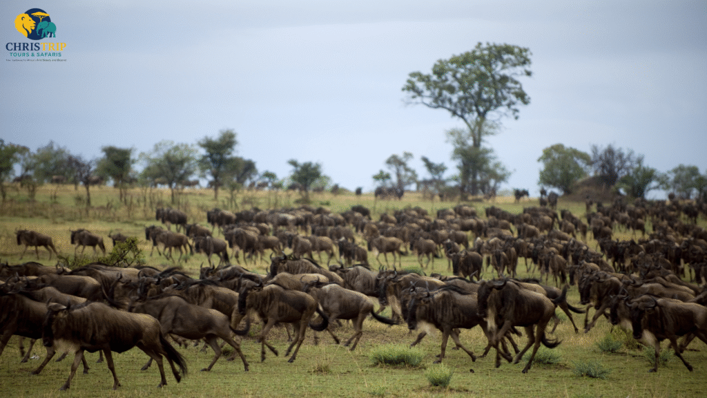 Serengeti National Park
