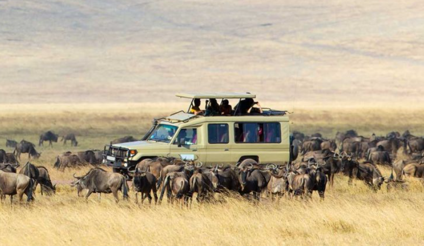 Serengeti National Park Wildebeest