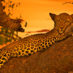 Tsavo National park