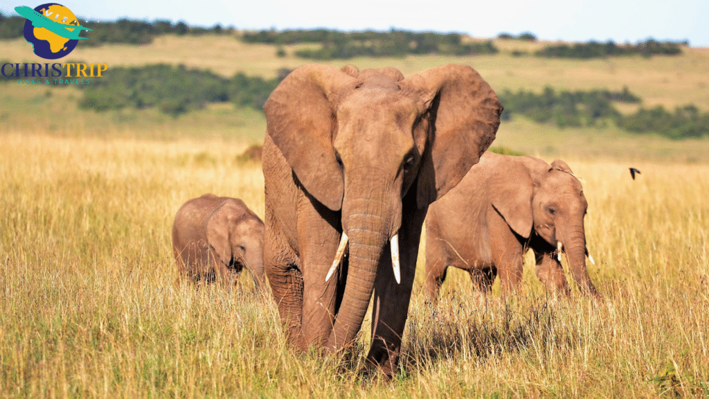 Tsavo National park