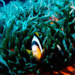 Watamu Marine National Parks