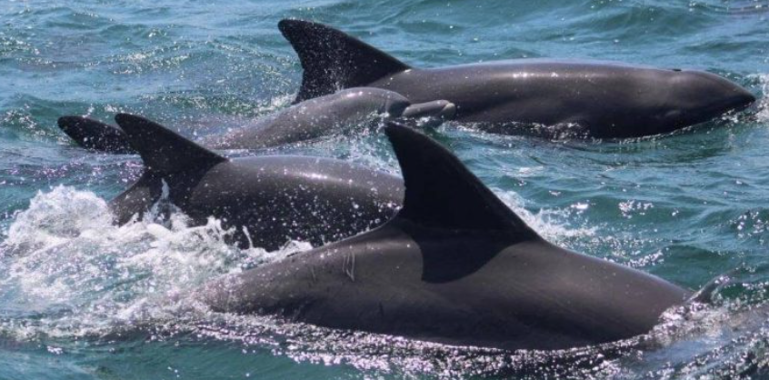Watamu Marine National Parks