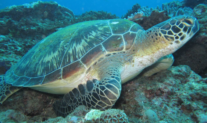 Watamu Marine National Parks