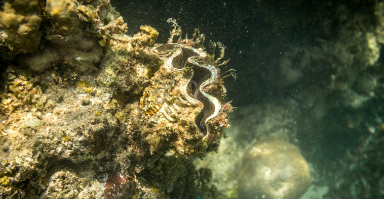 Watamu Marine National Parks