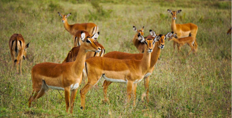 hells gate national park