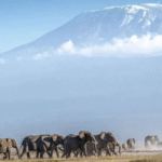 mt kenya