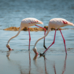 Lake nakuru national park