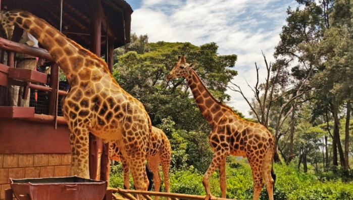 Giraffe center