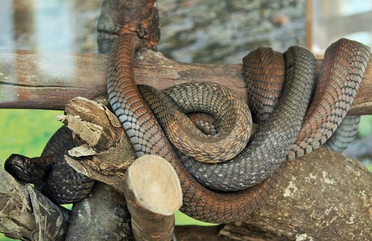 Nairobi Snake Park and Aquarium