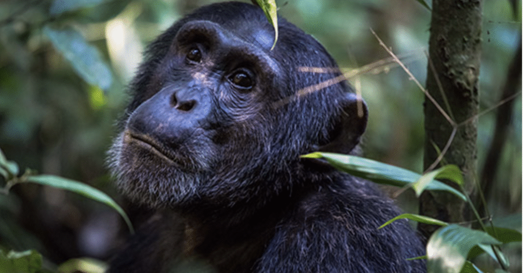 Queen Elizabeth National Park
