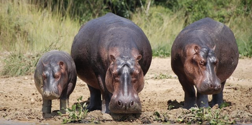 Queen Elizabeth National Park