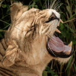 Queen Elizabeth National Park