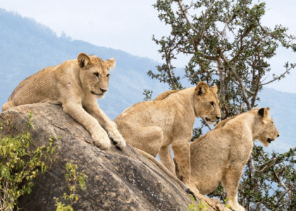 Queen Elizabeth National Park