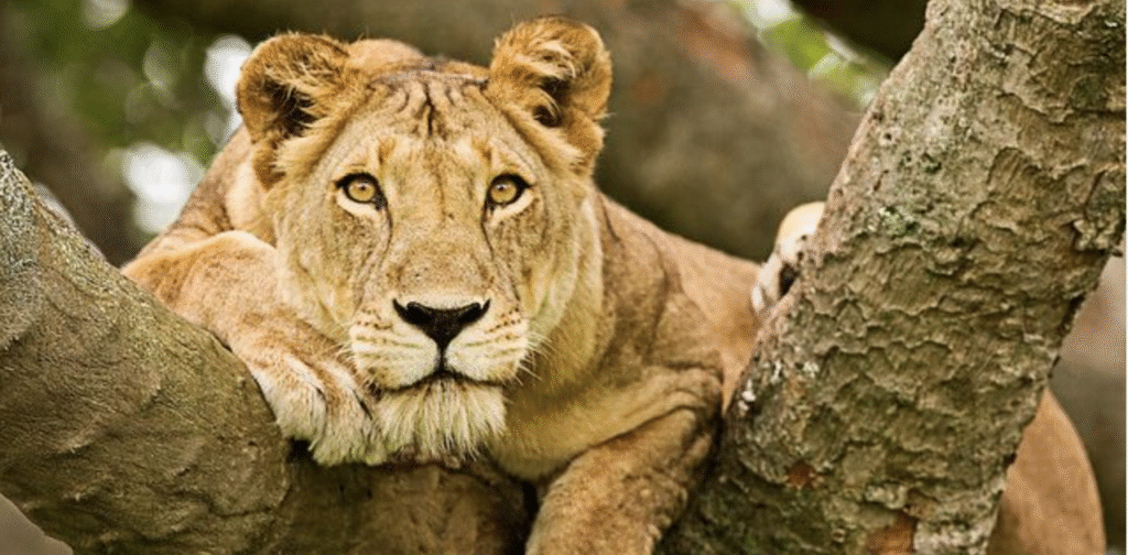 Queen Elizabeth National Park