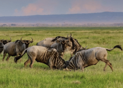 Serengeti National Park
