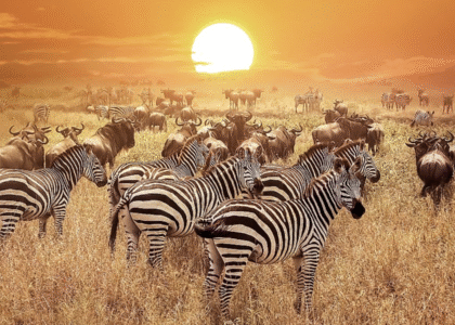 Serengeti National Park