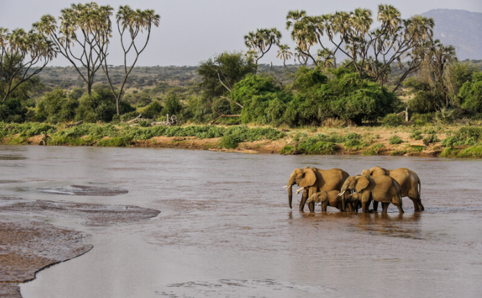 Shaba National Reserve Elephants