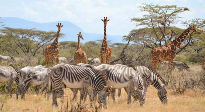 Shaba National Reserve