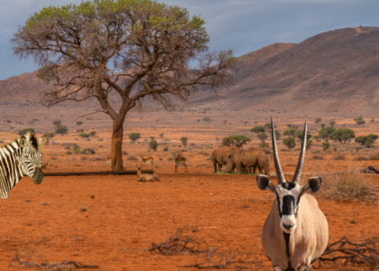 Top Luxury Safari Operators in Kenya for an Unforgettable Experience