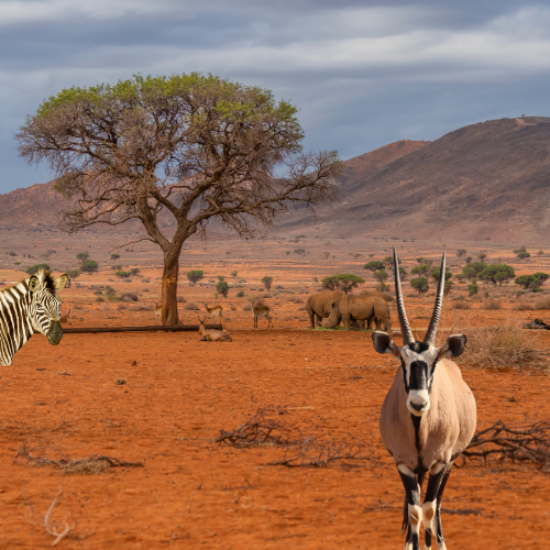 Top Luxury Safari Operators in Kenya for an Unforgettable Experience