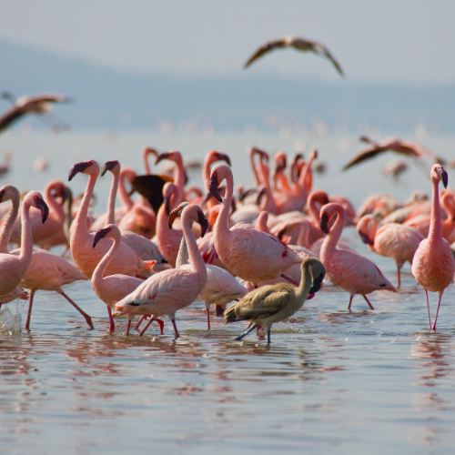 Best Lake Nakuru Safari Companies in Kenya