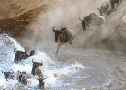 When Is the Best Time to See the Great Migration in Masai Mara?