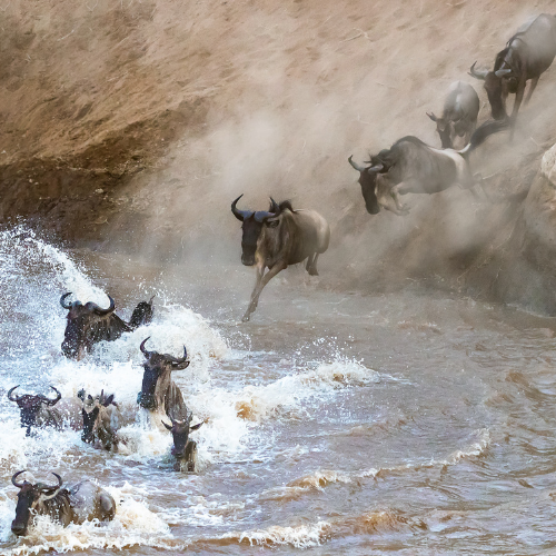 When Is the Best Time to See the Great Migration in Masai Mara?
