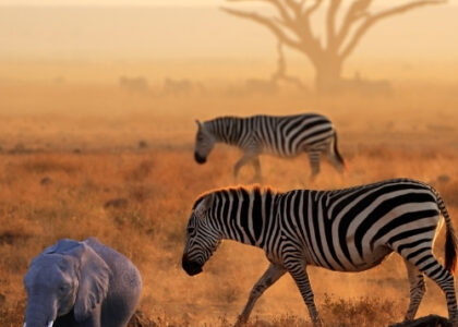 Best Attractions and Activities in Amboseli National Park