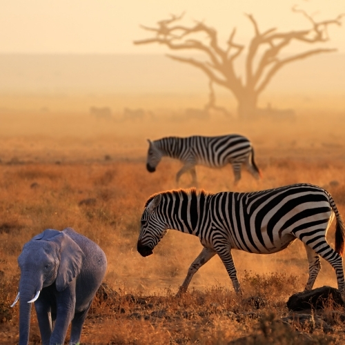 Best Attractions and Activities in Amboseli National Park